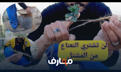 زراعة النعناع