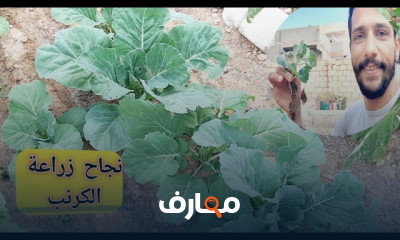 زراعة الكرنب أو الملفوف