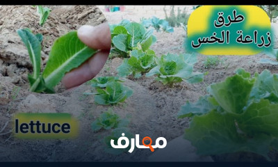 زراعة الخس في المنزل
