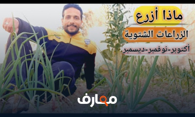 زراعة البامية بالمنزل