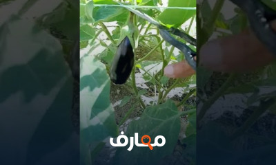 زراعة الباذنجان بالمنزل
