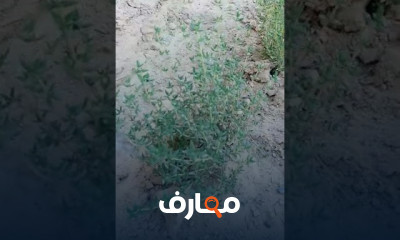 زراعة الشبت