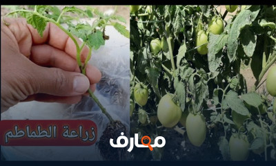 زراعة الطماطم فى المنزل