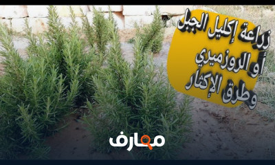 طريقة زراعة الروزماري
