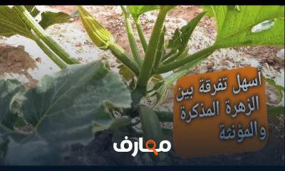 زراعة نبات الكوسة