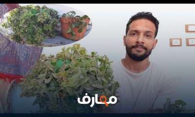 زراعة صبار الالوفيرا