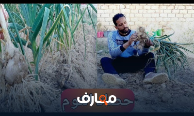 طريقة زراعة الثوم