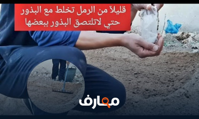 زراعة الخضروات الورقية