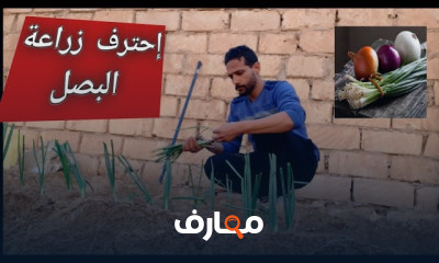 طرق زراعة البصل