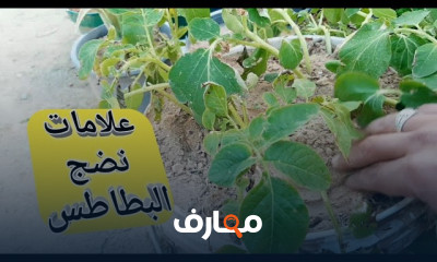 زراعة البطاطس