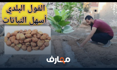 زراعة الفول من البذرة