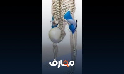 الأوضاع الاساسية فى الجمباز