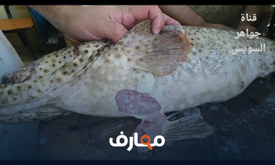 طرق تنظيف الأسماك