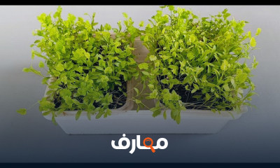 زراعة بدون تربة زراعية