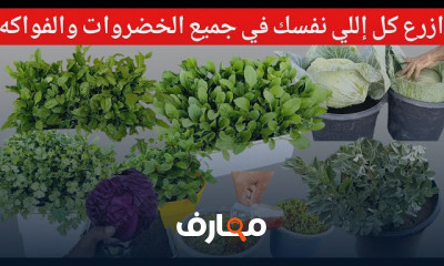 زراعة بذور الخضروات في المنزل