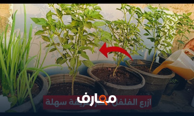 زراعة الصيف في المنزل