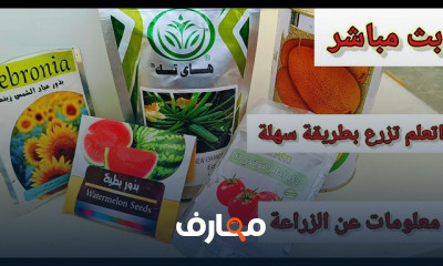 زراعة اشجار الزينة بالبذور