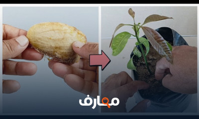 زراعة المانجو من البذور