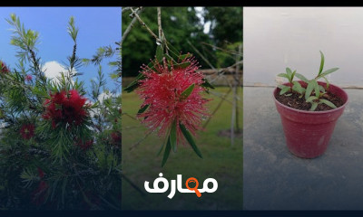 زراعة فرشاة الزجاج بالبذور