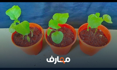 زراعة الباذنجان في المنزل