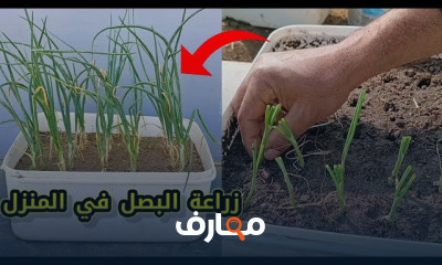 زراعة البصل في المنزل