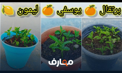 زراعة اليوسفي والبرتقال