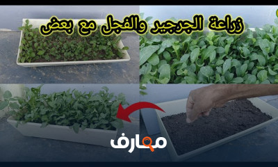 زراعة الفجل والجرجير