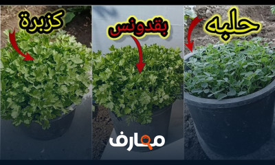 زراعة الحلبة الخضراء والكزبرة