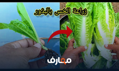زراعة الخس والكرنب الأحمر