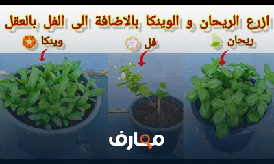 طريقة زراعة نباتات الزينة