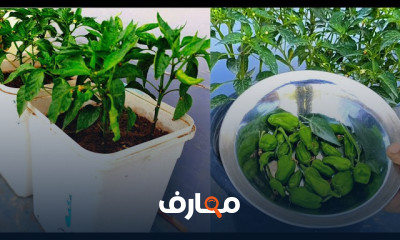 زراعة الفلفل الحار