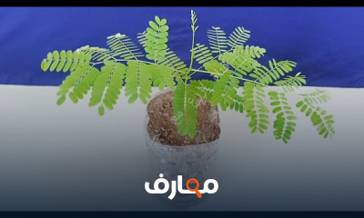 كيفية تحضير الأسمدة بالمنزل
