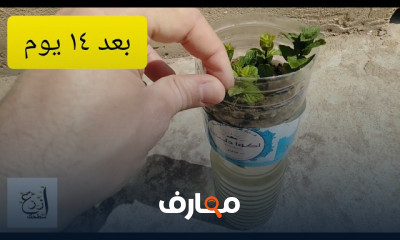 طريقة الزراعه المائية بالمنزل