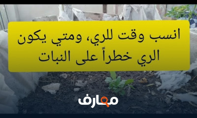 توقيت الري الصحيح للنباتات