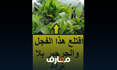 طريقة زراعة الفجل والجرجير