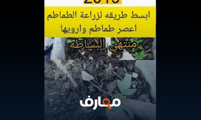 زراعة الخضروات بالمنزل