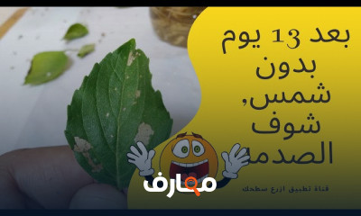 أساسيات زراعة نباتات الزينة