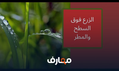 زراعة الخضروات فوق الأسطح