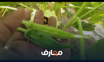 زراعة الباميا