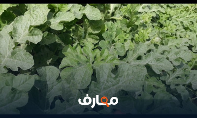 زراعة البطيخ