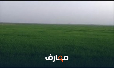 أساسيات زراعة القمح
