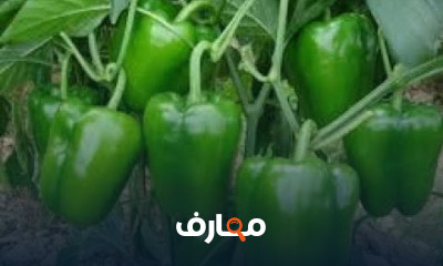 زراعة الفلفل الأخضر