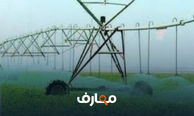 زراعة البطاطس من الألف للياء