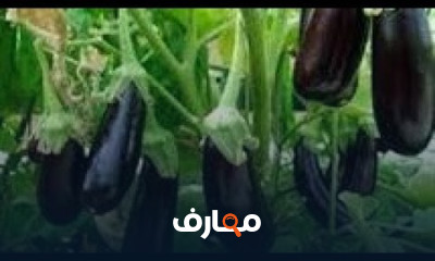 طريقة زراعة الباذنجان