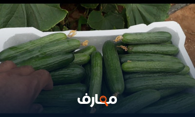 طرق إنبات البذور بسرعة