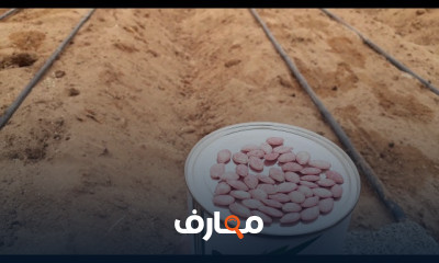 زراعة الكوسة المتسلقة