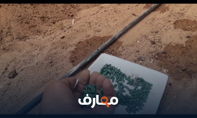 زراعة الفاصوليا المتسلقة