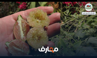 زراعة شجرة الليمون
