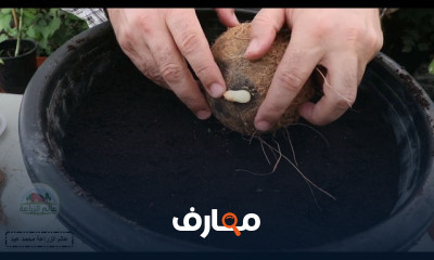 زراعة جوز الهند