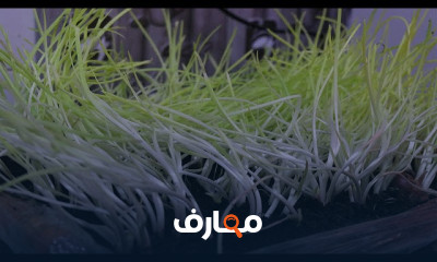 زراعة البصل فى المنزل